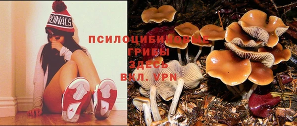 индика Долгопрудный