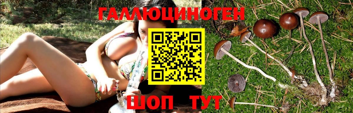 Псилоцибиновые грибы Psilocybe Братск